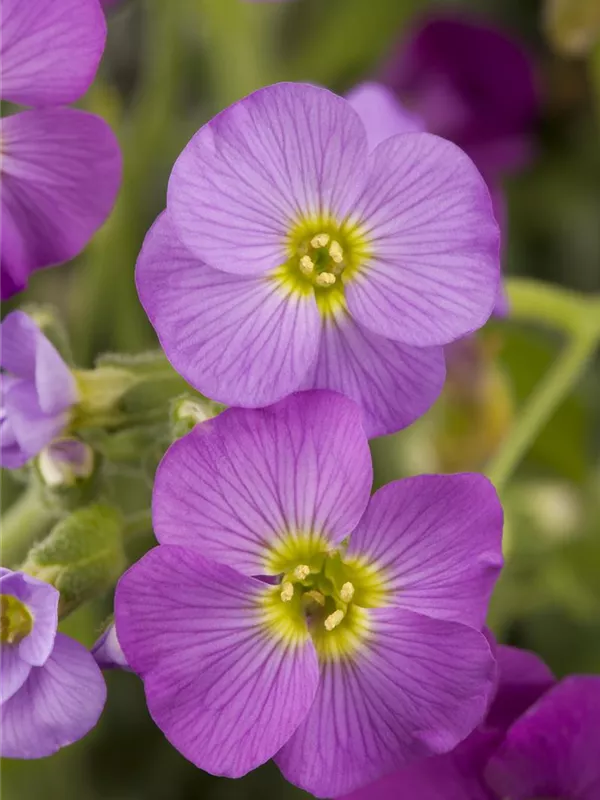 Aubrieta x cultorum, GartenBlaukissen Baumschule Weber
