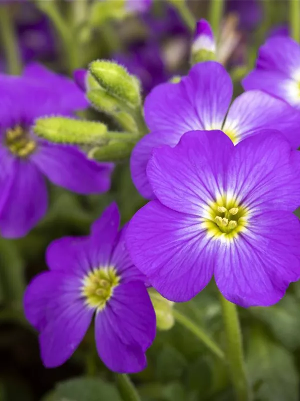 Aubrieta x cultorum, violett, GartenBlaukissen Baumschule Weber