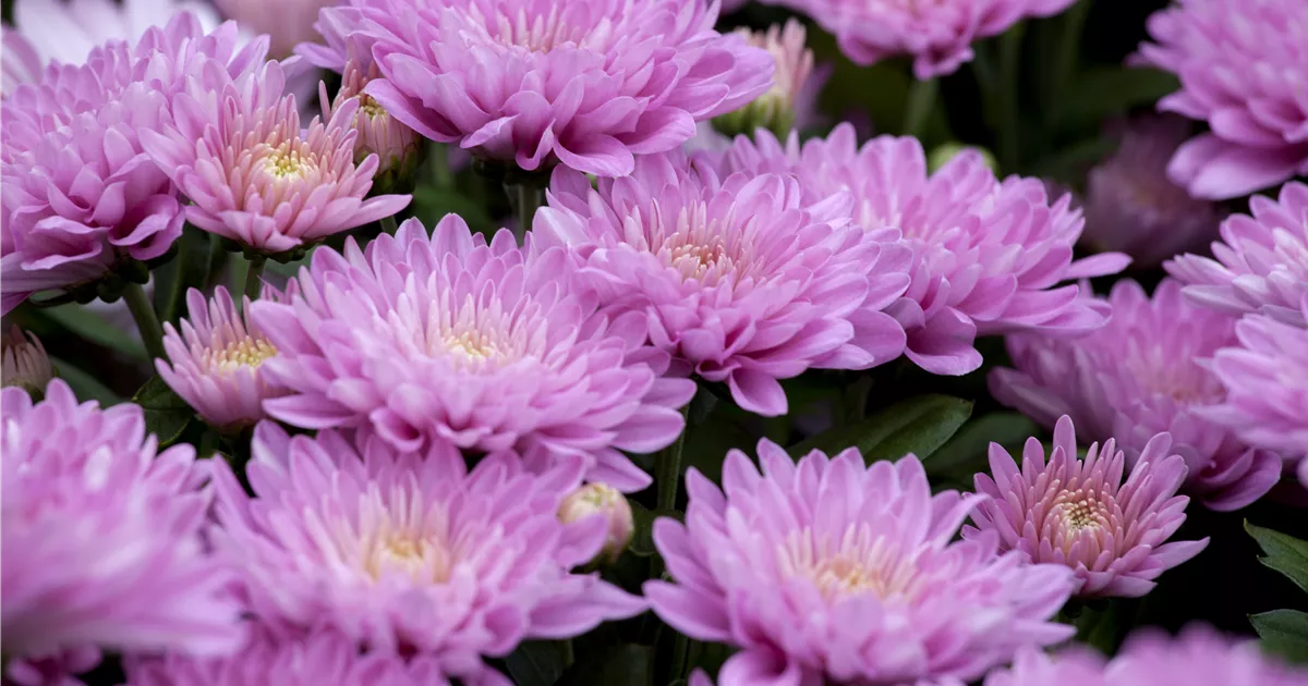 Chrysanthemum x grandiflorum, Winteraster Baumschule er