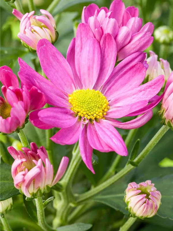 Chrysanthemum x grandiflorum, rosa, GartenChrysantheme Baumschule Weber