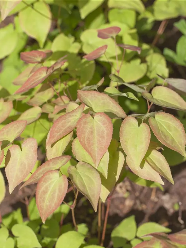 Epimedium grandiflorum, Großblütige Elfenblume Baumschule Weber