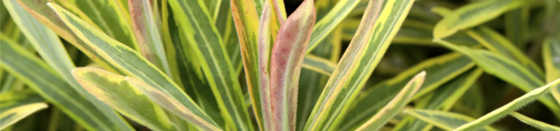 Euphorbia polychroma 'Ascot Rainbow', GartenWolfsmilch 'Ascot Rainbow