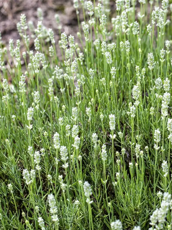 Lavandula angustifolia Echter Lavendel Arctic Snow 