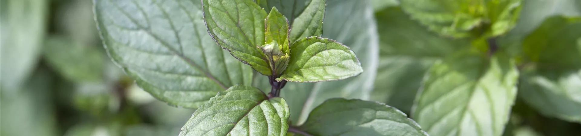 Mentha x piperita 'After Eight', AfterEightMinze 'After Eight