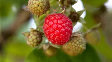 Rubus idaeus (GS428488.jpg)