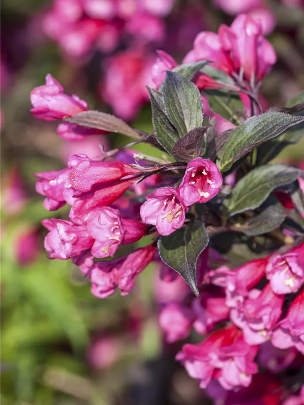 Weigela florida 'Victoria', Weigelie 'Victoria' Baumschule Weber