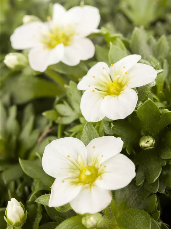 Saxifraga x arendsii, GartenMoosSteinbrech Baumschule Weber