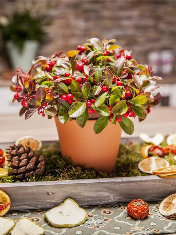 Gaultheria procumbens, Rote Teppichbeere - Baumschule Weber
