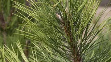 Pinus nigra (GS428883.jpg)