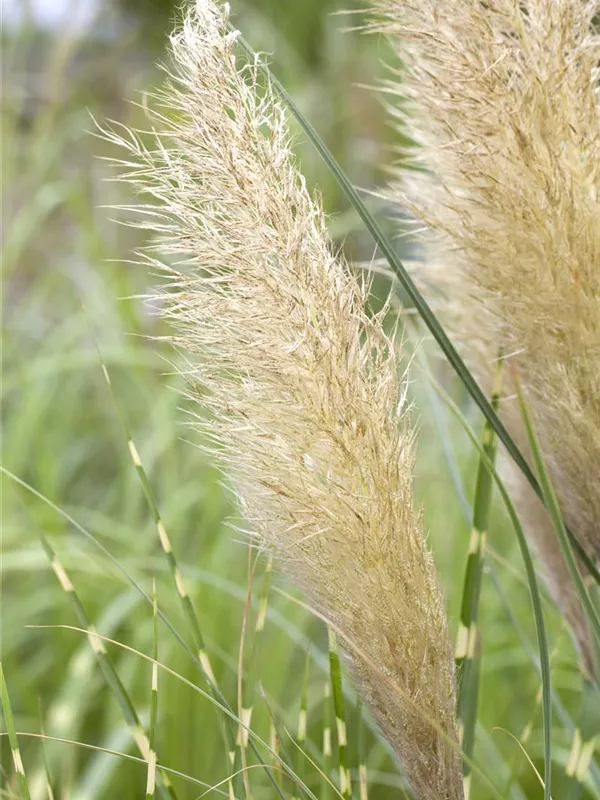 Cortaderia selloana 'Pumila', Kleines GartenPampasgras 'Pumila