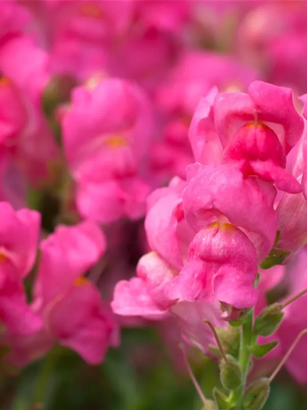 Antirrhinum majus, GartenLöwenmaul Baumschule Weber