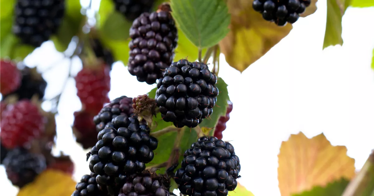 Rubus fruticosus, dornenlos, Brombeere Baumschule Weber