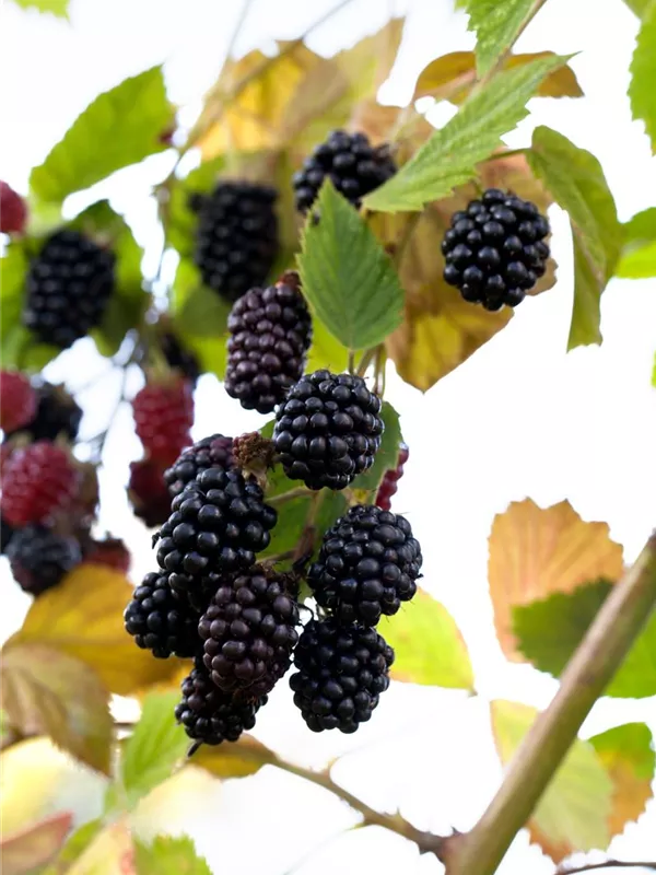 Rubus fruticosus, dornenlos, Brombeere Baumschule Weber