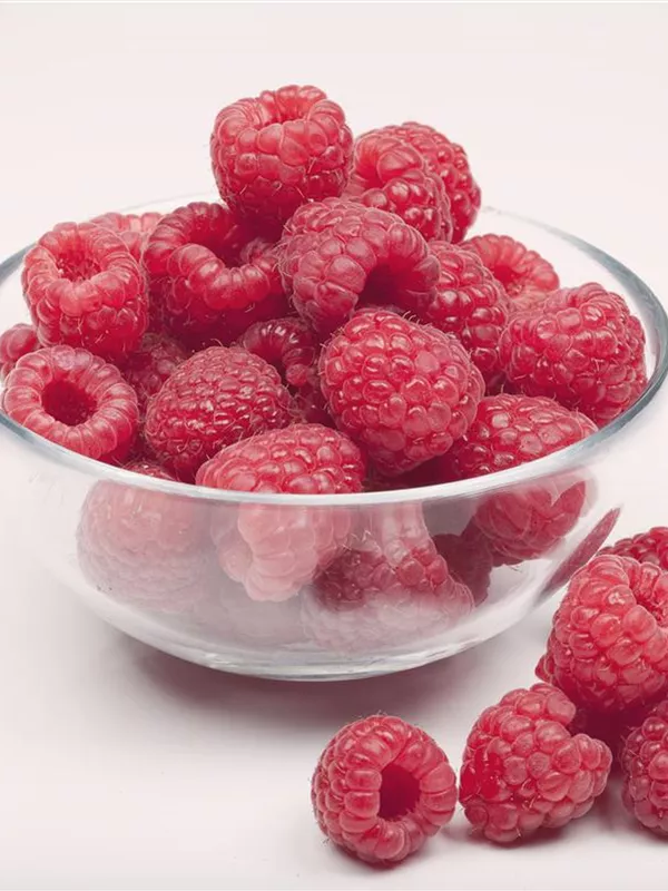 Rubus idaeus 'AromaQueen'(s), Himbeere 'AromaQueen'(s) Baumschule er