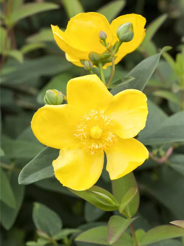 Hypericum patulum 'Hidcote', Großblumiges Johanniskraut 'Hidcote ...