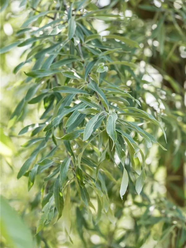 Pyrus salicifolia 'Pendula', Hängende Wildbirne 'Pendula' Baumschule