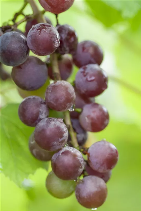 Vitis vinifera 'Suffolk Red', Weinrebe 'Suffolk Red' - Baumschule Weber