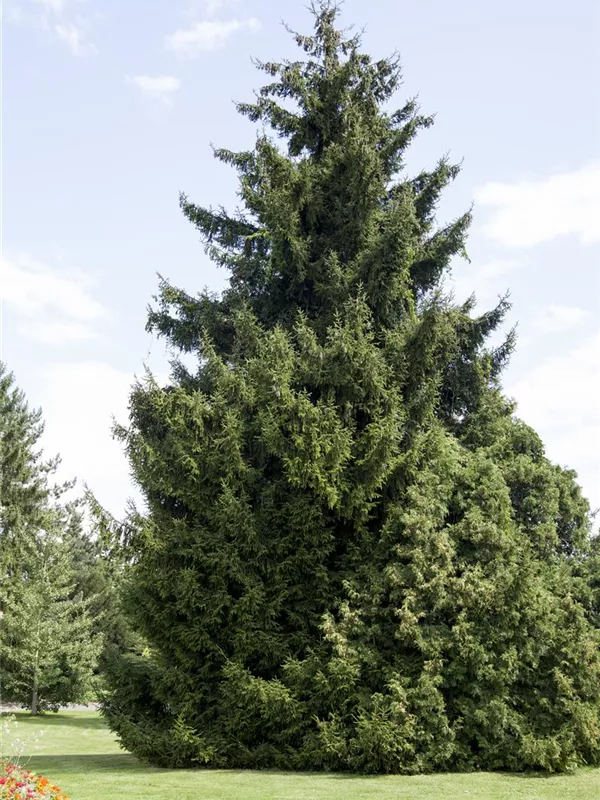Picea orientalis Kaukasus-Fichte 10 Samen
