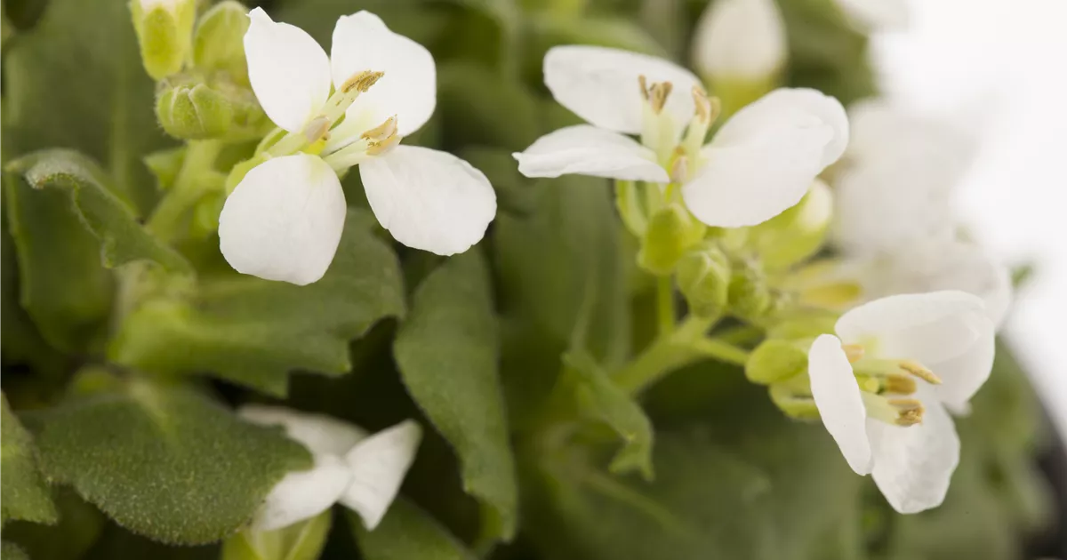 Arabis caucasica, weiß, Kaukasische Gänsekresse Baumschule Weber