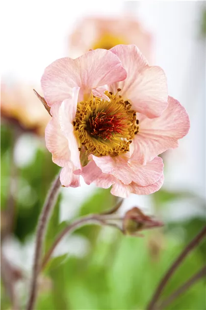 Geum, Nelkenwurz - Baumschule Weber