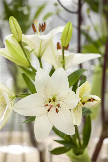 Lilium, wei, Asiatische Lilie - Baumschule Weber