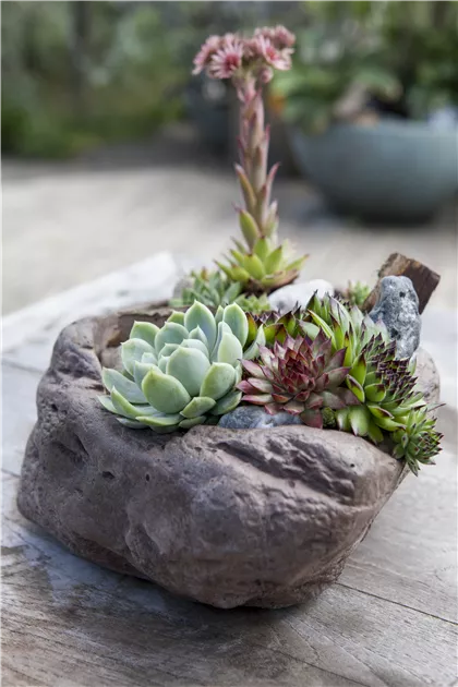 Sempervivum, Hauswurz - Baumschule Weber