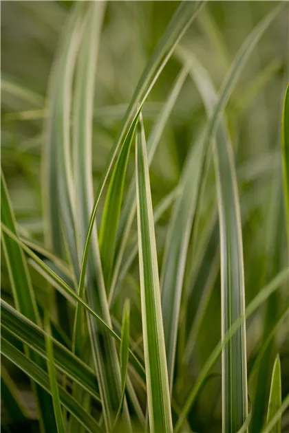 Carex morrowii, Japanische Segge - Baumschule Weber