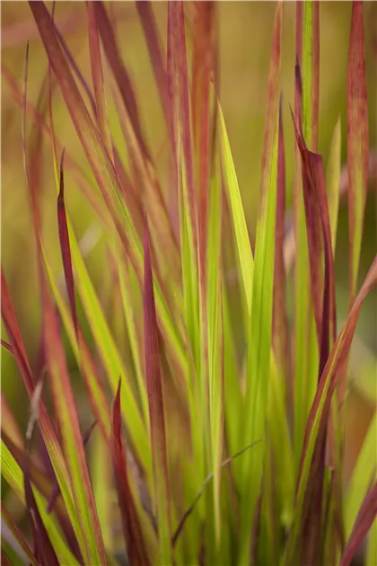 dracena massangeana care Dracaena Massangeana Mass Cane Stump Form, Corn Plant main image 1