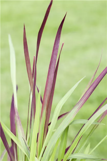 Imperata cylindrica 'Red Baron', Garten-Blutgras 'Red Baron' - Baumschule  Weber