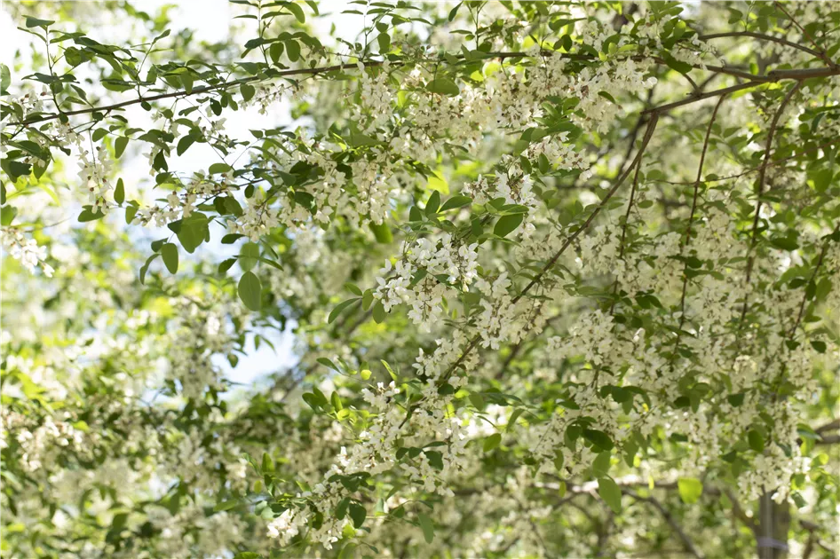 Robinia pseudoacacia 'Unifoliola', Einblttrige Akazie - Baumschule Weber