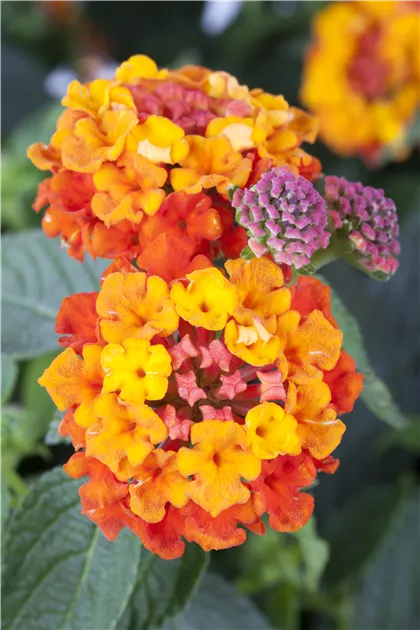 Lantana camara, Wandelrschen - Baumschule Weber