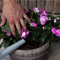 Edellieschen - Einpflanzen in ein Gefäß (5).jpg