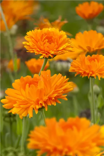 Calendula officinalis, Ringelblume - Baumschule Weber