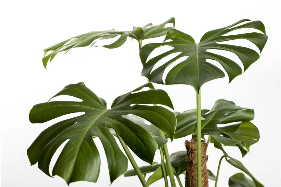 Monstera deliciosa, Fensterblatt - Baumschule Weber