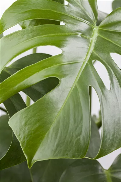 cryptocoryne plants Medium Cryptocoryne Attached onto a Rock main image 0