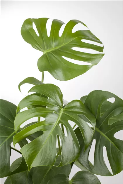 monstera cena Monstera Deliciosa by Plant Circle – XL