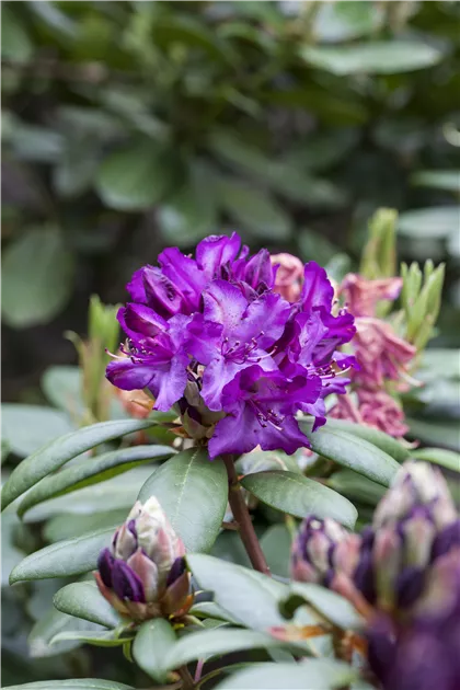 rhododendron orangina Rhododendron PERFECTO MUNDO&reg; Orange Azalea – Wayside Gardens main image 0