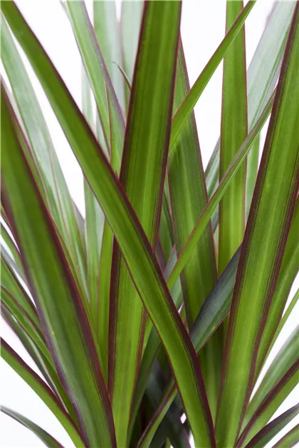 Dracaena marginata, Drachenbaum - Baumschule Weber