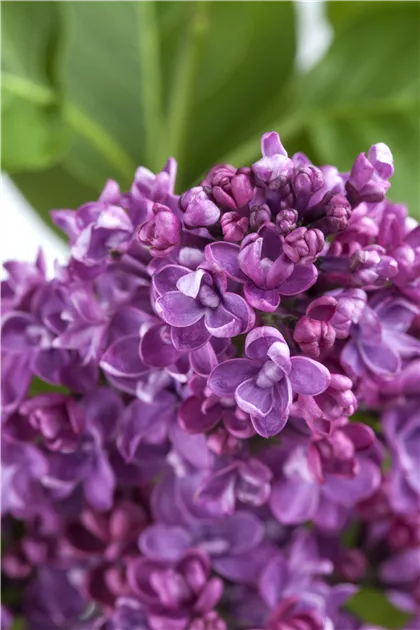 blue wisteria chinese tree Blue Chinese Wisteria Vine | Cascading Blooms main image 1