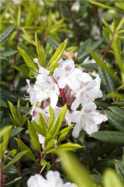 Rhododendron - Baumschule Weber