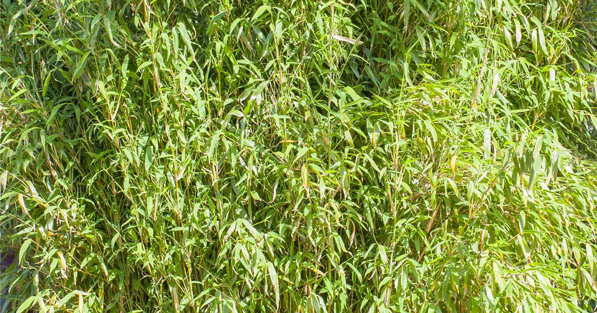 fagus speedy Fagus sylvatica 'Purpurea' main image 1
