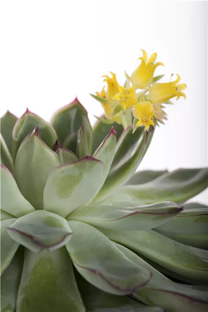 Echeveria, Echeverie - Baumschule Weber