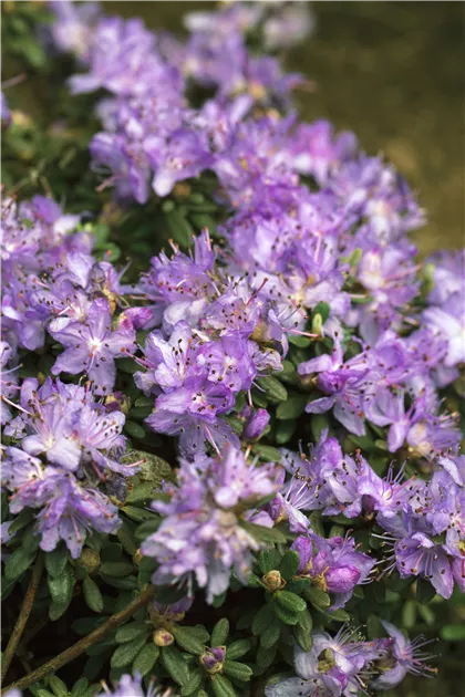 Rhododendron impeditum, Kleinblttriger Rhododendron - Baumschule Weber