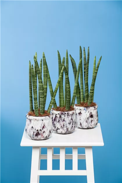 Sansevieria cylindrica, Bogenhanf - Baumschule Weber