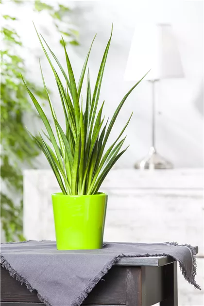 bogenhanf einblatt Bogenhanf - Sansevieria zeylanica Ø:17 H:60 cm main image 1