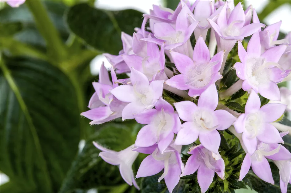 Pentas lanceolata, Fnfzahlstrauch - Baumschule Weber