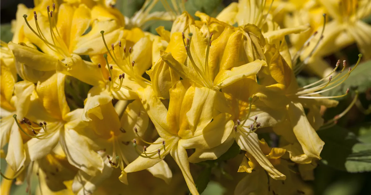 Rhododendron luteum, Laubabwerfende Azalee - Baumschule Weber