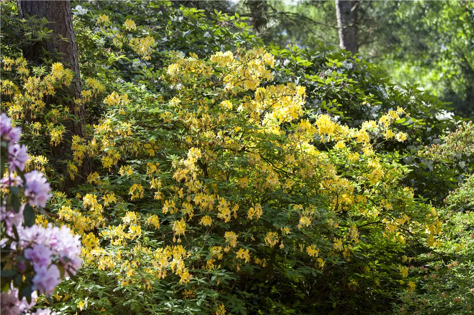 thuja sinusitis Natural Remedy for Pets dealing with Sinusitis – Zumalka main image 0