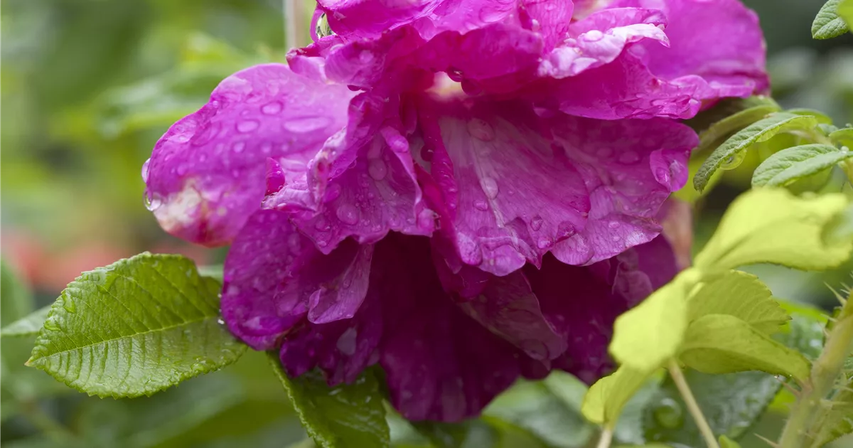 Rosa rugosa, Apfel-Rose - Baumschule Weber