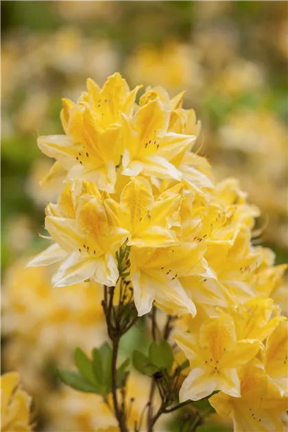 Rhododendron molle, Sommergrne Azalee - Baumschule Weber